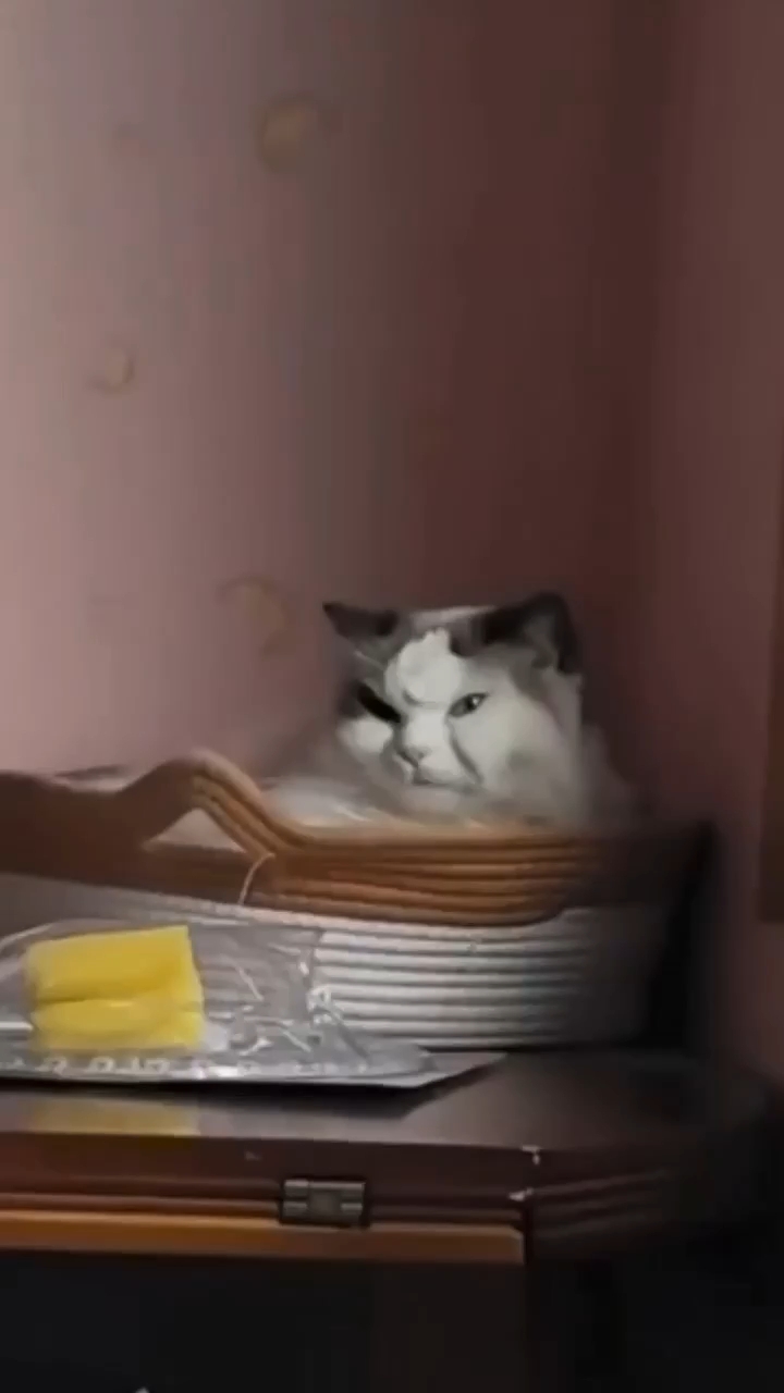po_prikolu в LOOKY — Юмор, смешные видео приколы с кошками, собаками и другими жи