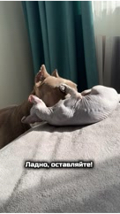 kapa_amstaff в LOOKY. . [#амстафф ](амстафф)...