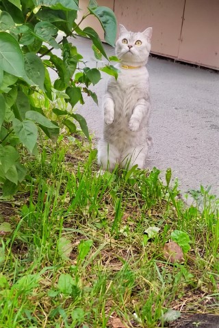 Lu_region42 в LOOKY. . Мой лев. Мой зайчоно...