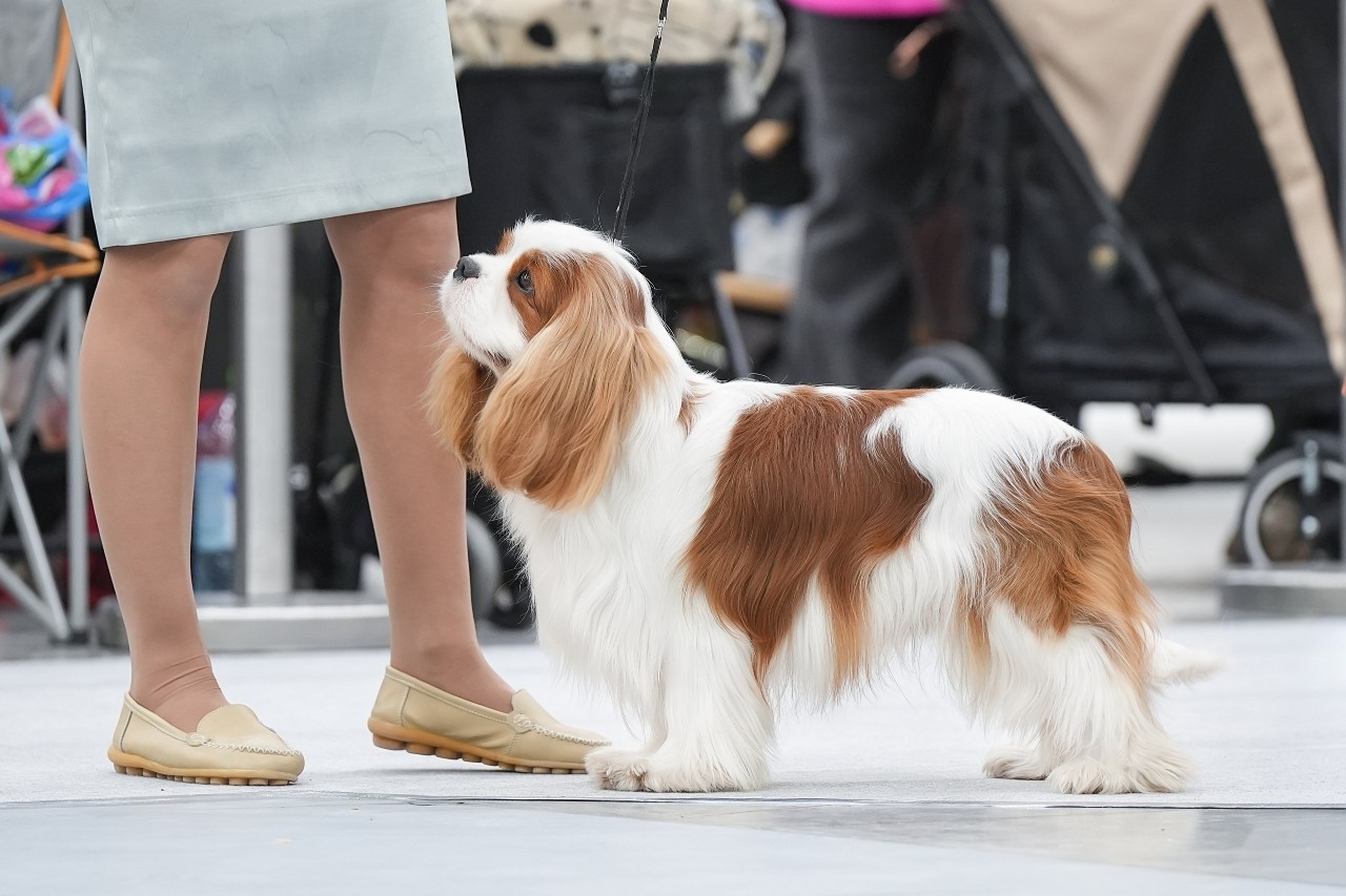 puppengame в LOOKY. #кавалеркингчарльзспаниель. Наш чемпион 🏆
#ккчс...