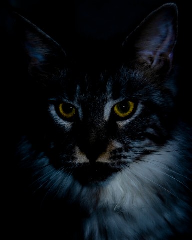 Looky_177859115594632 в LOOKY. . Просто Мэй кун