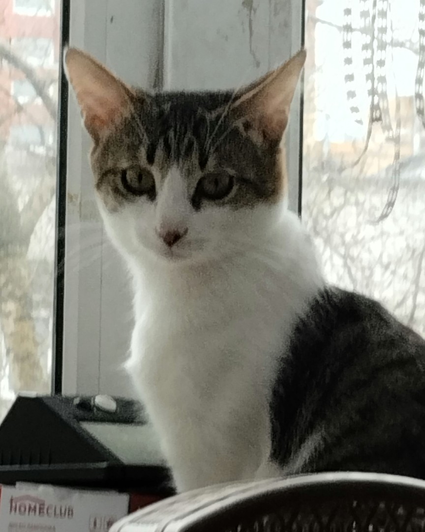 Кот Мурчик in LOOKY. . 
