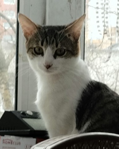 Кот Мурчик в LOOKY. . 