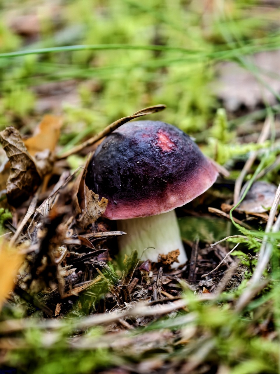 Виктор в LOOKY. #лето
#карелия,#karelia,#karjala,#живувкарелии,#природа,#природакарелии
#looky,#looky_official,#LOOKY_контент,#looky_you,#you,#looky_топ. Привет! Всем отлично...