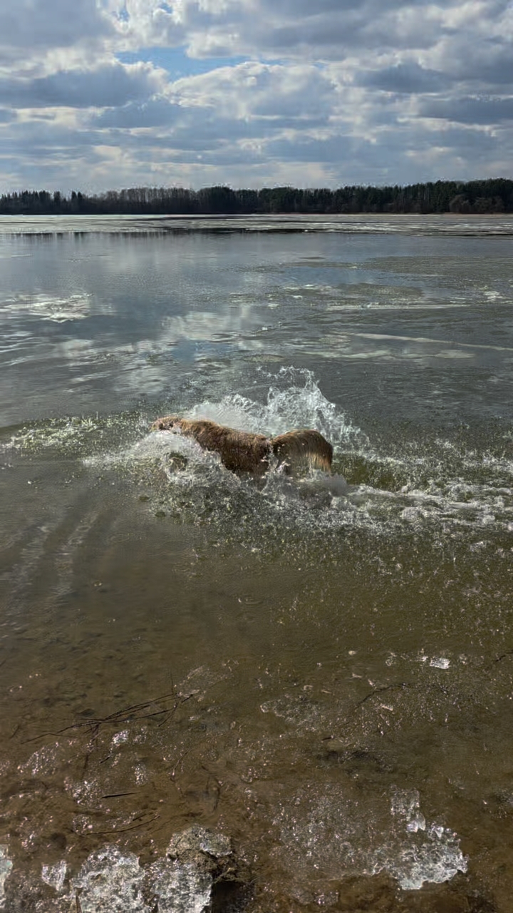 Lipilin_Alexandr в LOOKY. #goldenretriever. Открытие сезона 
#go...