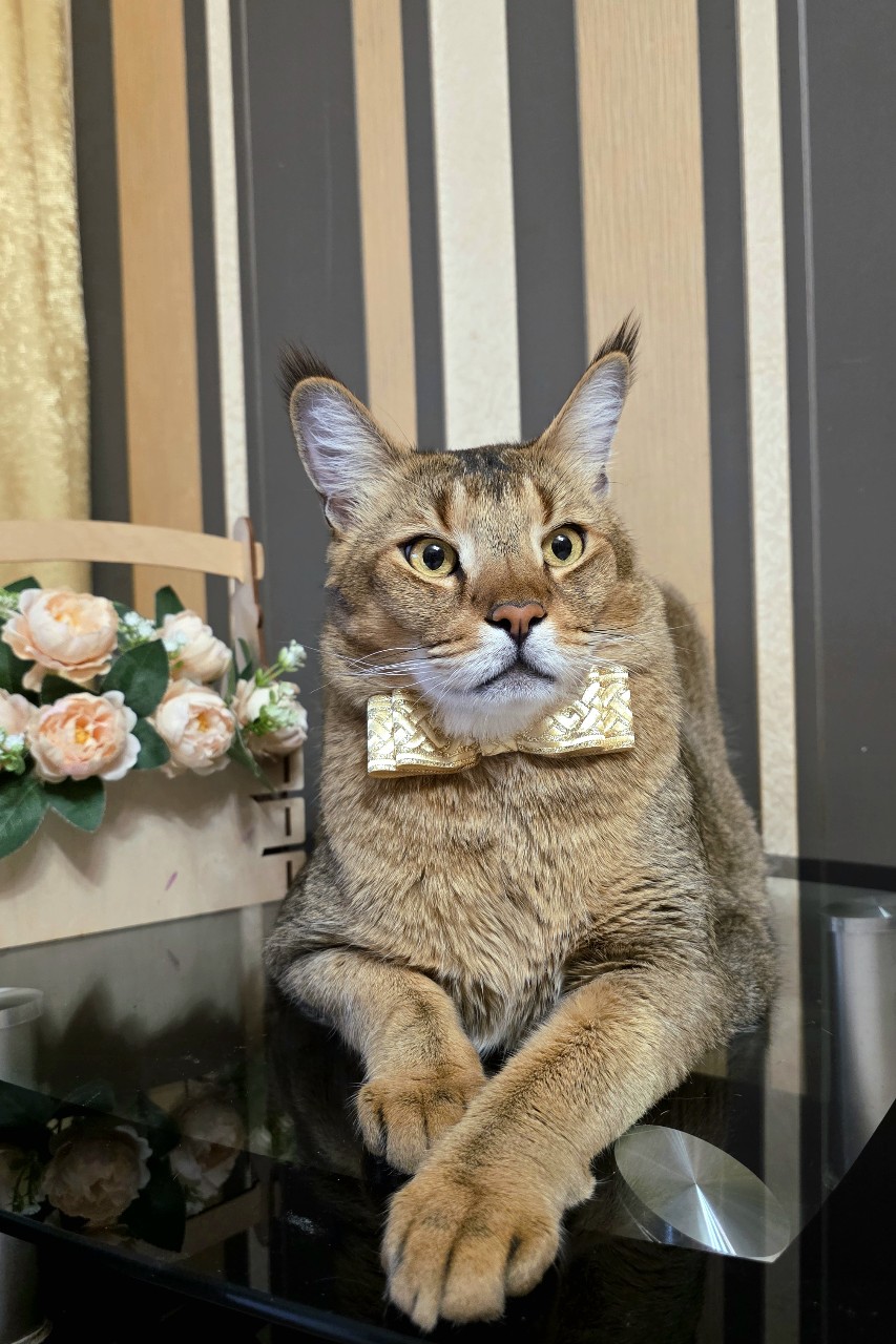 afina_zeus в LOOKY. #кот,#кошки,#кошка,#коты,#мыизкотограма,#большиекошки,#редкиекошки,#красивыекошки,#гибридныекошки,#фотомомент,#люблюкошек,#жизнькота,#котонутые,#котозависимость,#напозитиве,#хорошийдень,#looky_official,#looky_кошки,#looky_контент. Пост благодарности.�...