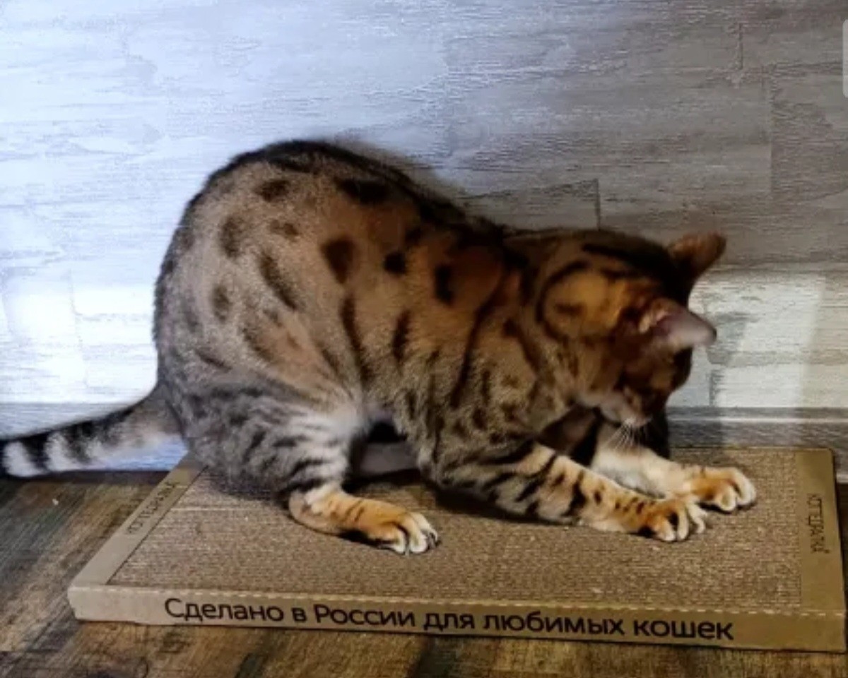 ✅️"Кот был очень рад, что поменяли его когтедралку, особенно мята его порадовала."✅️
-отзыв Любови Кожевниковой.
www.kogtedralka.ru 

#кошки #котики #котята #прокошек #когтеточки #когтедралка #рекомендации #актуальное #важно #cats #питомцы #животные #круто #супер #номер1 #чудо  #интересно #красота #сегодня #счастье #любовь #лучшаякогтеточка #топ