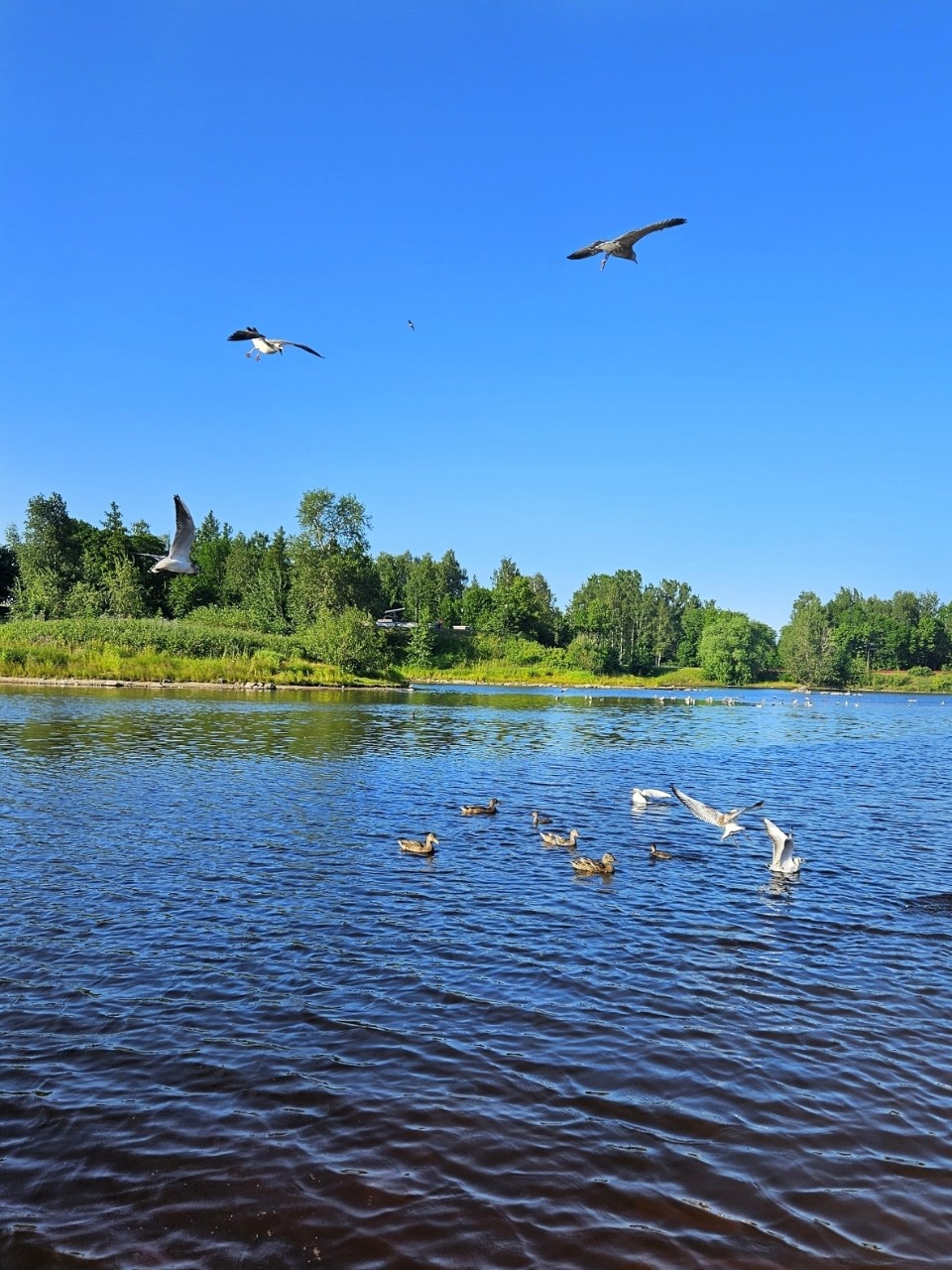 Виктор в LOOKY. #karelia,#karjala,#живувкарелии,#летовпетрозаводске
#petroskoi,#petrozavodsk,#петрозаводск,#природа,#природакарелии,#photonature,#naturephoto
#looky,#looky_official,#LOOKY_контент,#looky_you,#you,#looky_топ. Карелия💙Karjala
Пет...