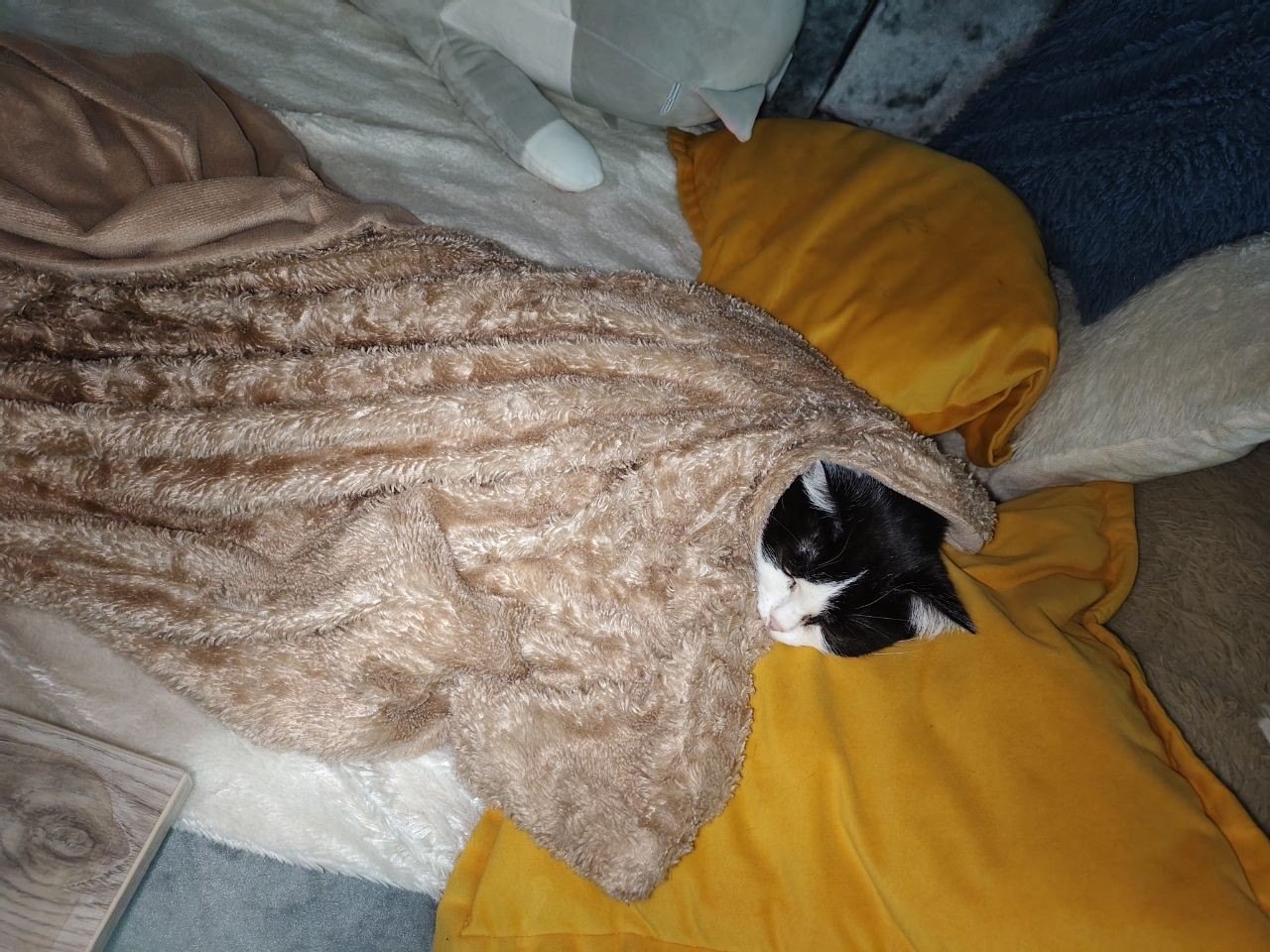 🐱 Скучали по Зине? А она не пропадала — она просто ушла в режим «энергосбережение»! ❄️

Холодные вечера — не время для суеты. Зина выбрала самый надёжный план: плед, сон и ноль лишних движений. Говорят, это секретная кошачья техника выживания. 😄

А у вас есть свои чемпионы по уютному безделью? Делитесь фото в комментариях! 👇✨

#безкотаижизньнета #кошказина #кошечкамоя #домашниеживотные #кошачьяжизнь
