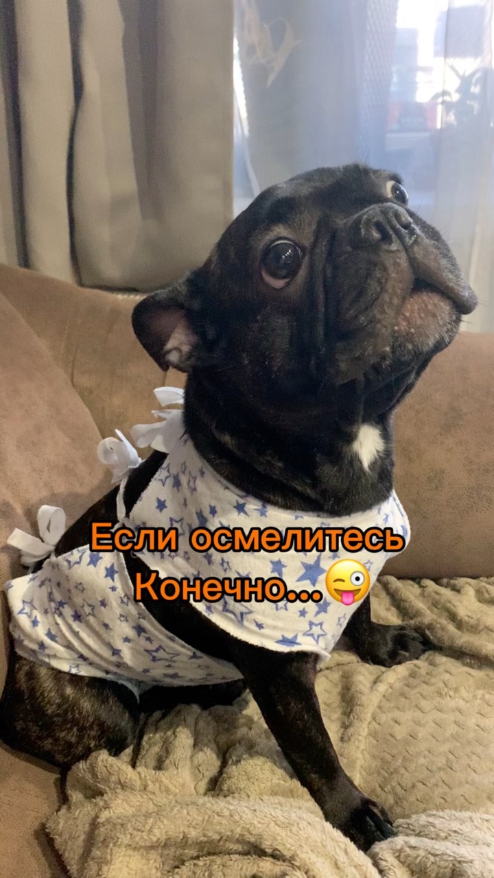 _bulldog__family_ в LOOKY. . Если осмелитесь 😜 [...