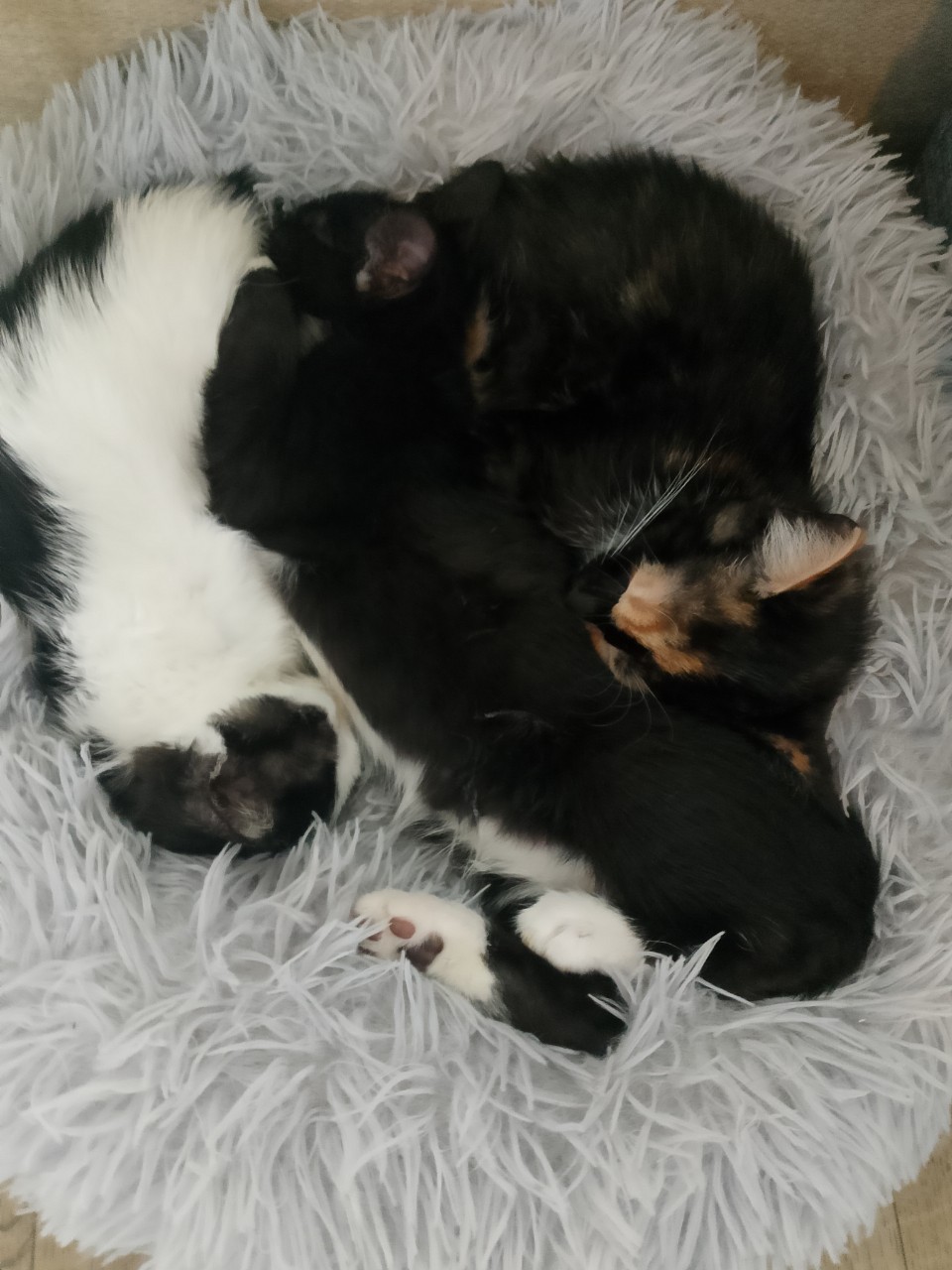 Ирина Юрьевна в LOOKY — 🆘‼️ Друзья, у нас заболели котята ‼️

Всё началось с того, 