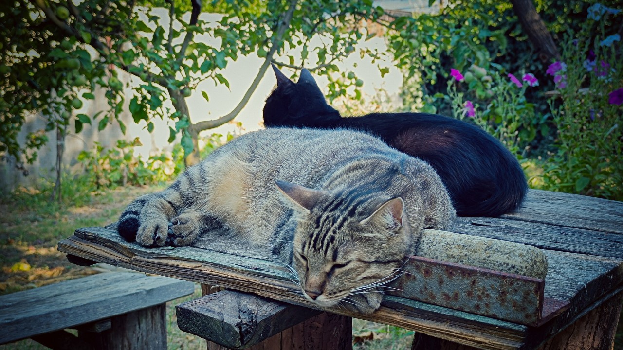 a_redko в LOOKY — My cats🐱🐱