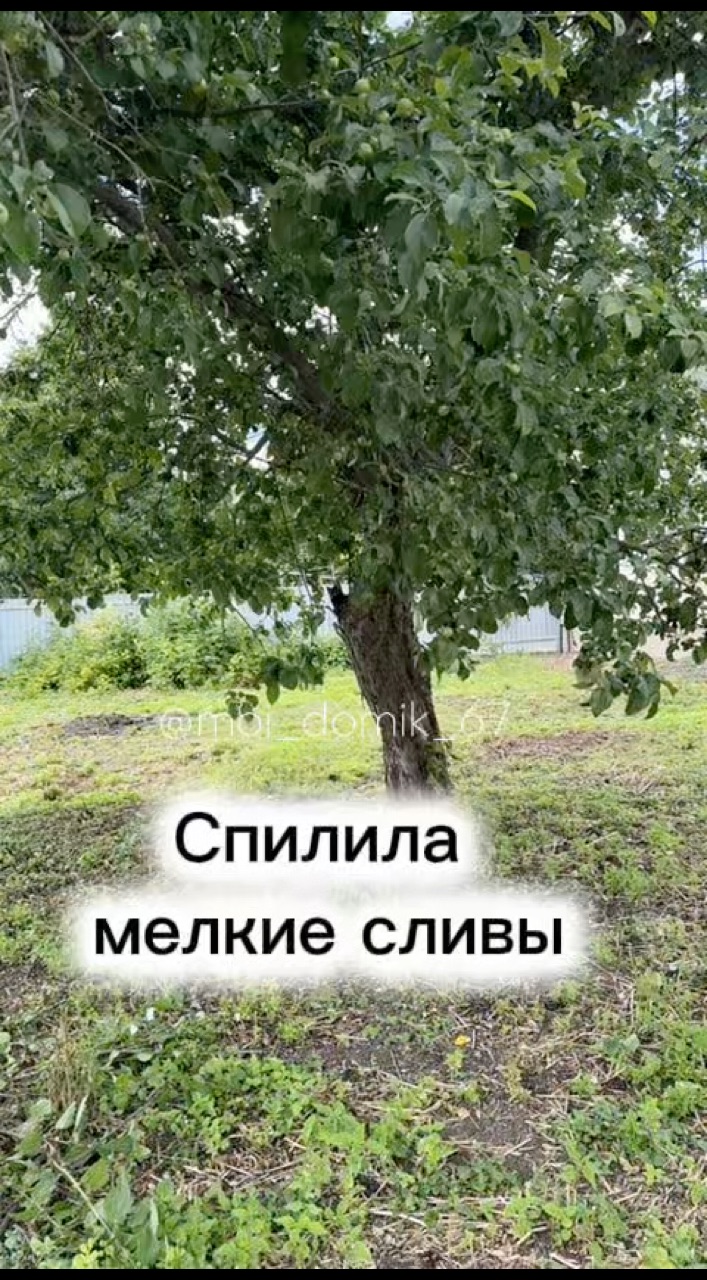 moi_domik_67 в LOOKY. #дом,#дача,#уборка. Спилила мелкие сливы...