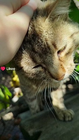  в LOOKY — Кот#мило#домашнийпитомец