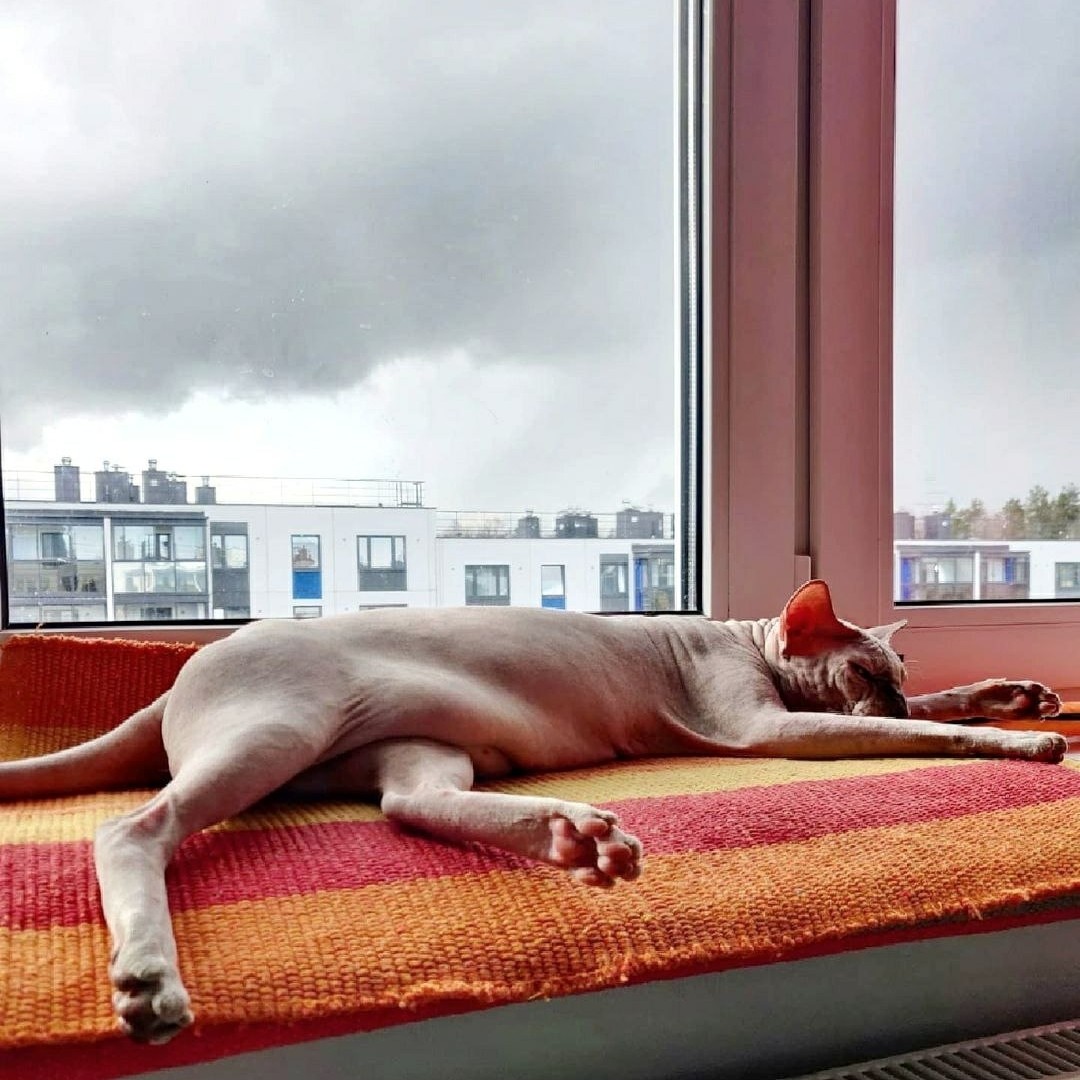 Виктор in LOOKY. #сфинкс,#sphynx,#донскойсфинкс,#кот,#кошка,#котики,#котэ,#лысая,#лысаякошка,#фотокотиков,#котомания,#домашниеживотные,#домашниепитомцы,#evasphynxcat,#мыизкотограмаlooky,#looky_official,#looky,#looky_official,#LOOKY_контент,#looky_you,#you. С пятничкой! Всем от...