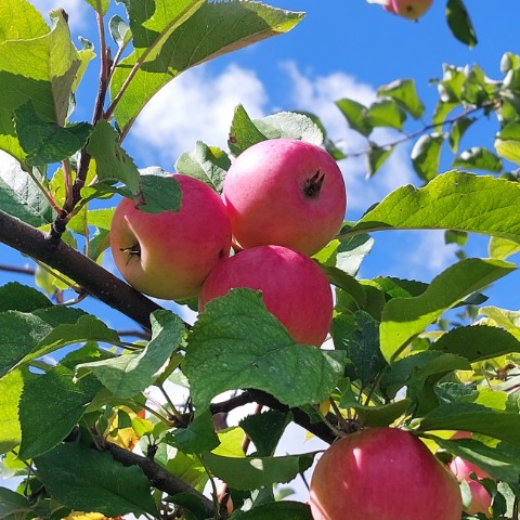 Галина Венн в LOOKY. . 🍎Очень яркий яблочн...