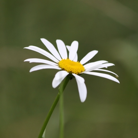 yuriy23 в LOOKY. #ромашки,#цветы,#природа,#chamomile,#flowers,#kamille,#fleur,#blumen,#nature,#flowers,#papatya,#꽃,#лето,#фото,#ялюблюсвоюстрану,#цветыРоссии,#природаРоссии,#ромашковаяРусь,#цветок,#ромашка,#мирцветов,#ялюблюсвоюпланету,#натуралист,#цветыполевые,#природавокругнас,#природавокруг. Ромашка / #ромашки #...