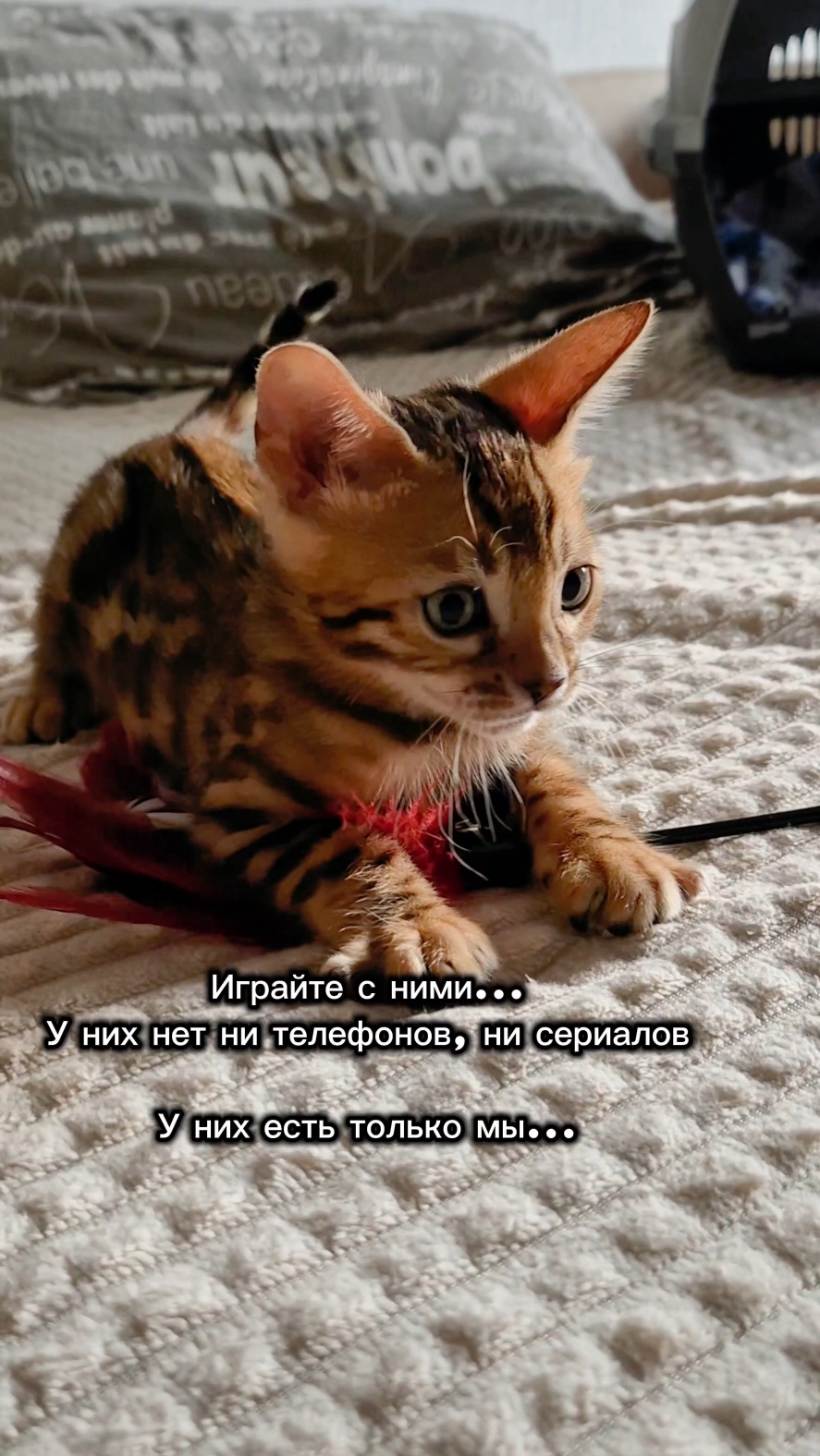 Мышка Муся и Маруся в LOOKY. #кошки,#котики,#бенгальская,#котята,#рекомендации. #кошки #котики #бенг...