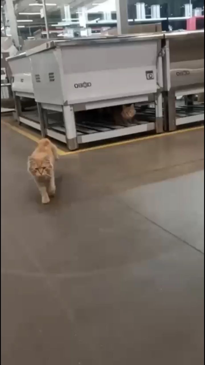 perederzhka_cat в LOOKY. . Рыжики на заводе