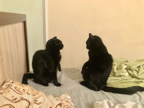 koshkabaza в LOOKY. #базачерныхкотов,#koshkobaza,#питомцы,#котята,#любимки,#коты,#чернаякошка,#разборки. Закусь между сестрич...