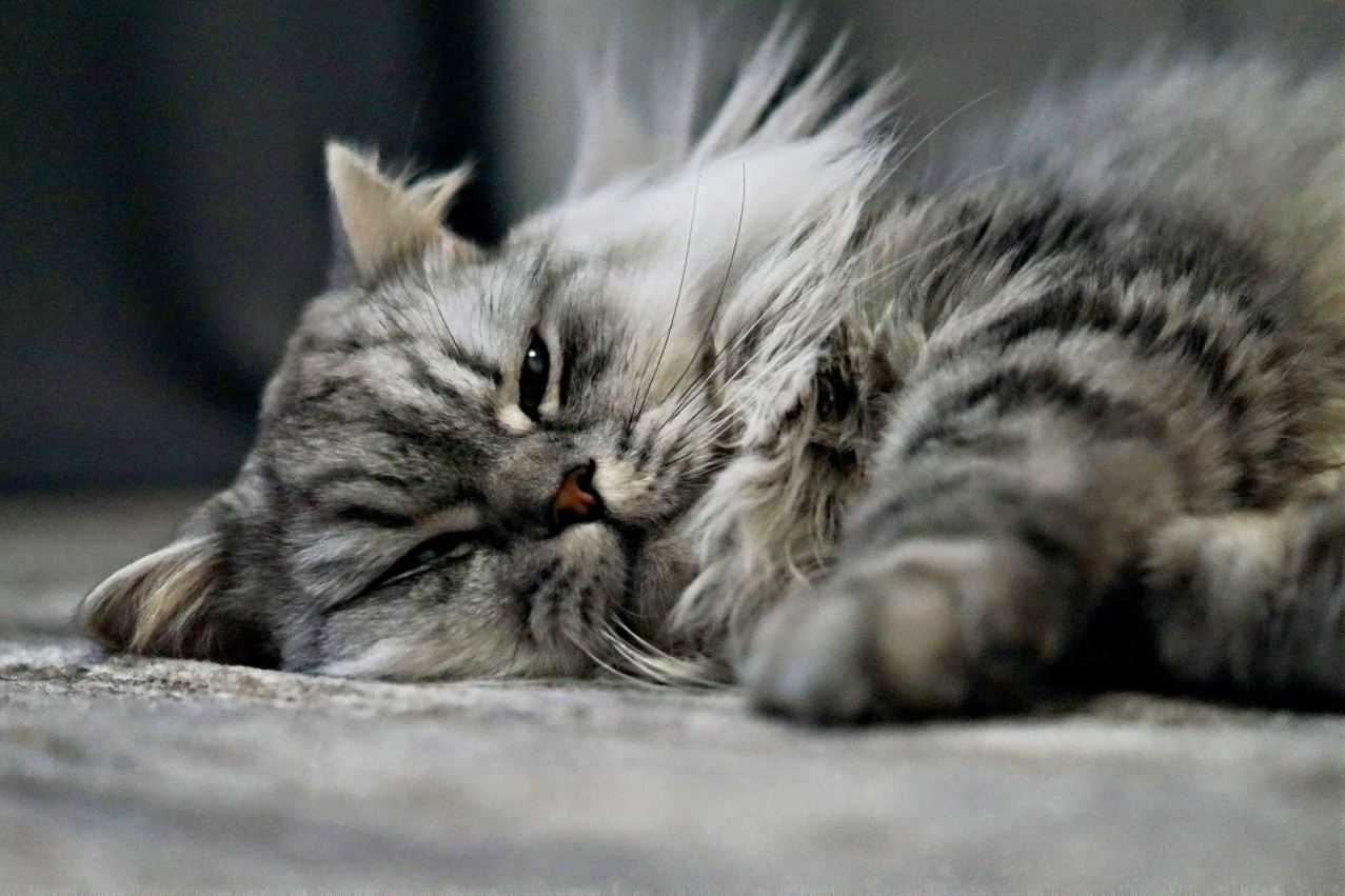 darenka_little в LOOKY. #коты. Кому на Руси жить хо...