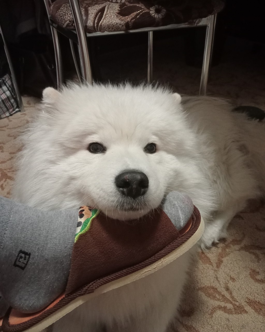 Looky_1701018013755