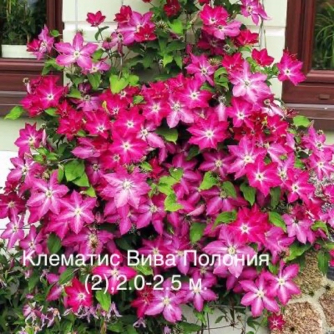 Клематисы иГортензии от Елены в LOOKY. #клематисыгортензии,#купитьгортензии,#сортаклематисов. ❤️Клематисы - цветущ...