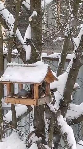 dachnyedela в LOOKY. . На любимой даче всег...