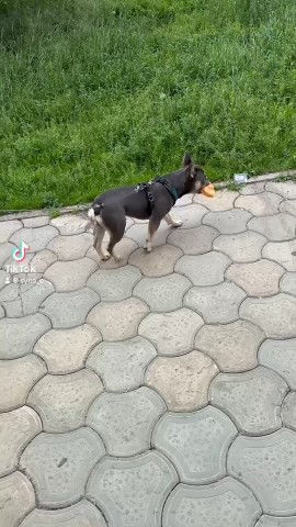 ierlits76 в LOOKY. . [#французскийбульдог...