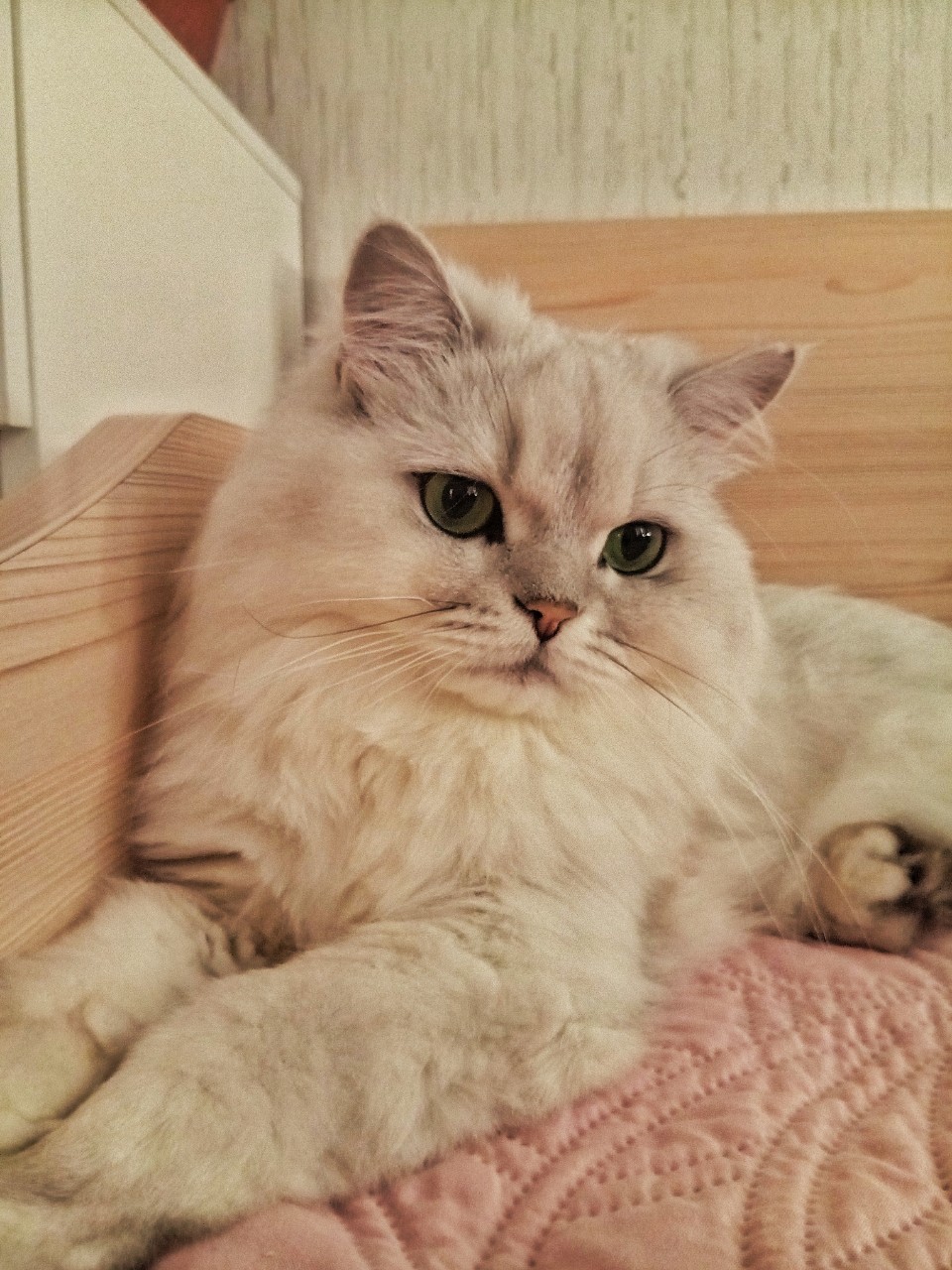 darenka_little в LOOKY — Сегодня привет от Кокоса
#котейка #котики #cats #ilovemycat 
