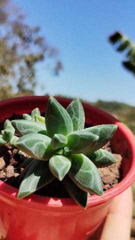 marieleeugenia.uai в LOOKY. #suculentas,#flores,#orquídeas,#amorporplantas,#foryou,#visualização,#contapequena,#suculoves,#amor,#paz,#orquídeaslindas,#suculentaslove,#orquideaslove,#criadordeconteúdos,#criadordevideos,#reels,#flowersoftheday,#flowersmakemehappy,#sugarflowers,#flowers_super_pics,#flowersturk,#flowerslover,#flowerstattoo,#flowersphotography,#flowerseverywhere,#flowershow,#flowerschool,#buttercreamflowers,#flowers_mania__,#watercolorflowers,#eventflowers,#flowersgram,#flowers_andlife,#flowersbouquet,#flowerstyles,#flowershot,#flowersinstagram,#cactusflowers,#flowers_shotz,#colorfulflowers,#flowers_earth,#flowersbox,#colorfulworld,#flower_perfection,#flowers_moody. #suculentas #flores ...