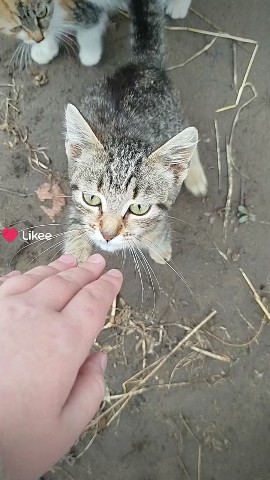 rosca211113 в LOOKY. . Котики#мило#домашний...
