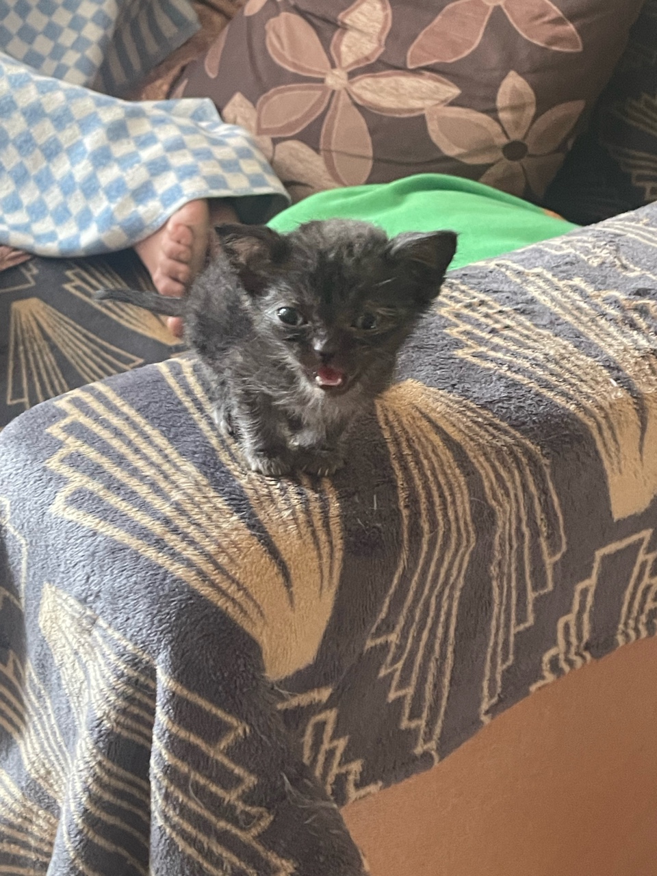 Шо за тигр вырос😸🙀