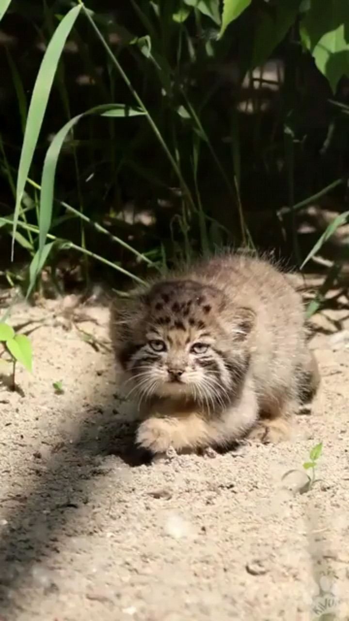 fuuny в LOOKY. . Манульчик