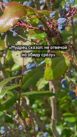 ВОЛК СЕРЫЙ в LOOKY — публикация