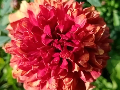 _juliasplants_ в LOOKY. #лето,#осень,#цветы,#ягода. 🌼Последний день лет...