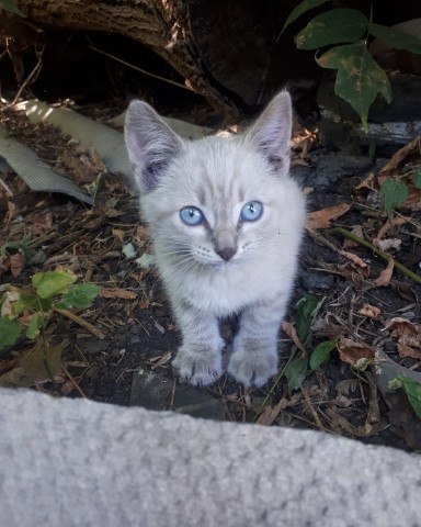 mari.cmok__te9ps1k в LOOKY. . Афанасий