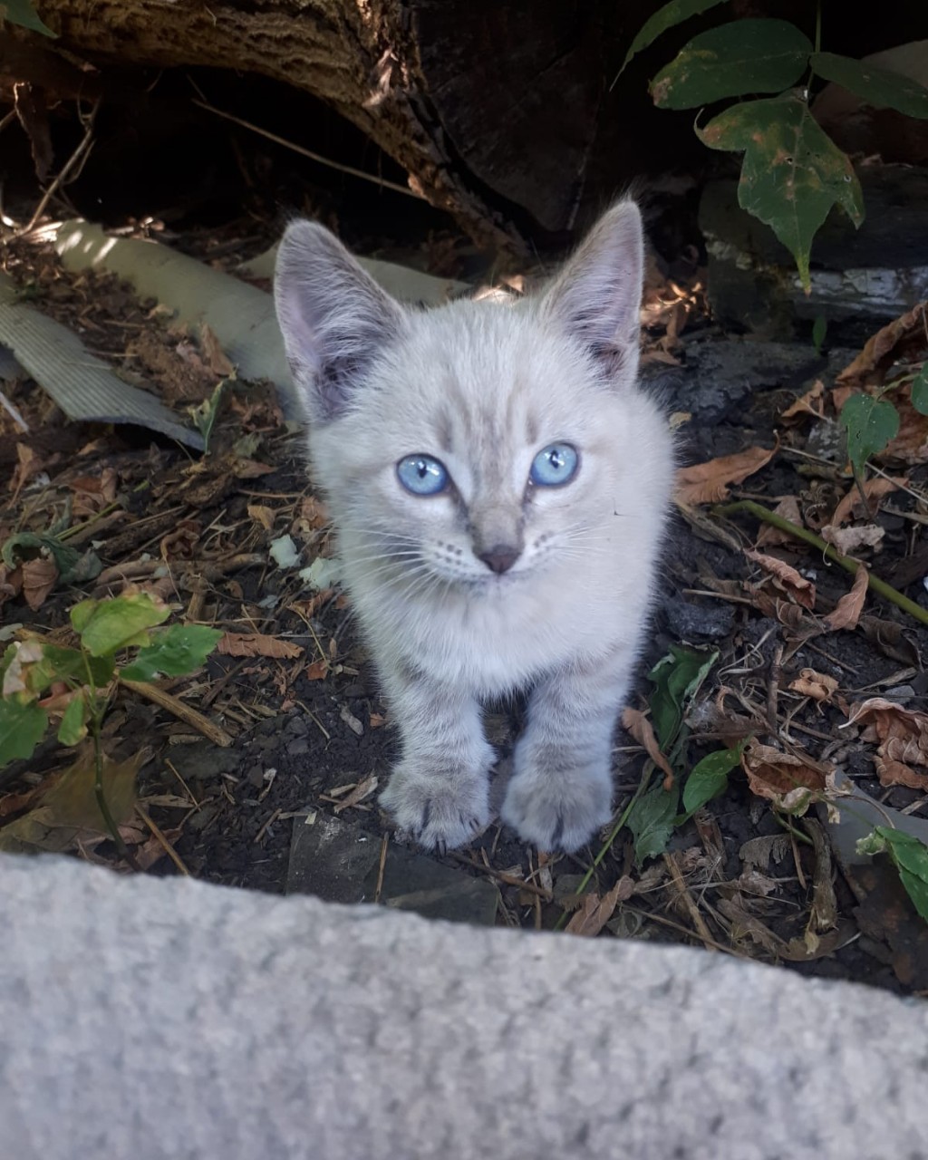 mari.cmok__te9ps1k в LOOKY — Афанасий