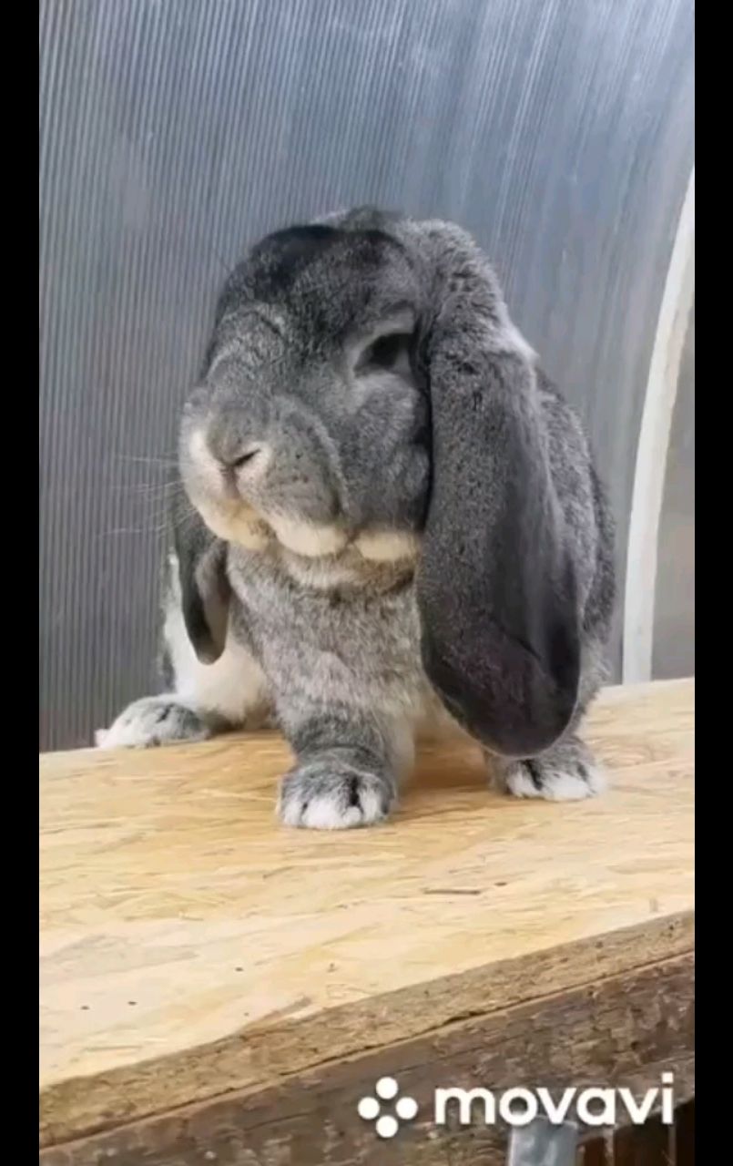 Живущий в России в LOOKY. #кролики,#кролиководство,#животные,#animals,#bunny,#pets. My beautiful bunny. ...