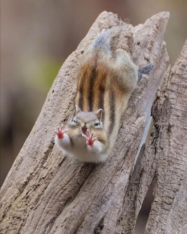 Ягуар в LOOKY. . Бурундук может прыгн...