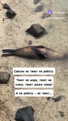 cvetylen в LOOKY. . 
