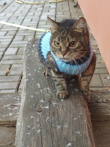 Мира и Муся в LOOKY. #животные,#котики,#кот,#кошки,#кошка,#моякошка,#курск,#курскаяобласть,#хорошеенастроение. Весна нынче не радуе...