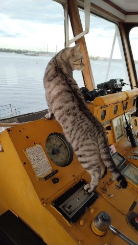 Angarskii-5 в LOOKY. . 
