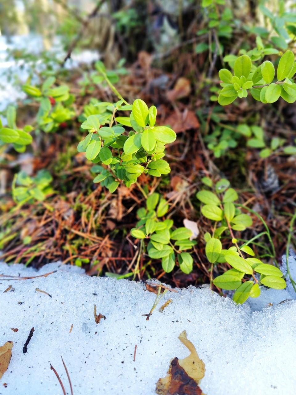 Виктор в LOOKY — фото 4
