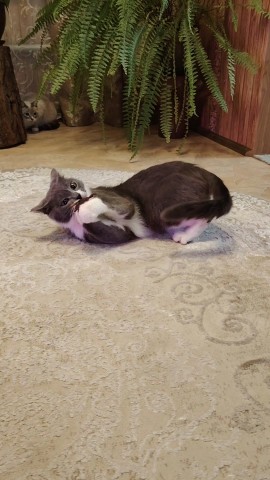 Sibirianka в LOOKY. #котик,#весна,#питомец,#котикиграет. Наконец-то весна!  #...