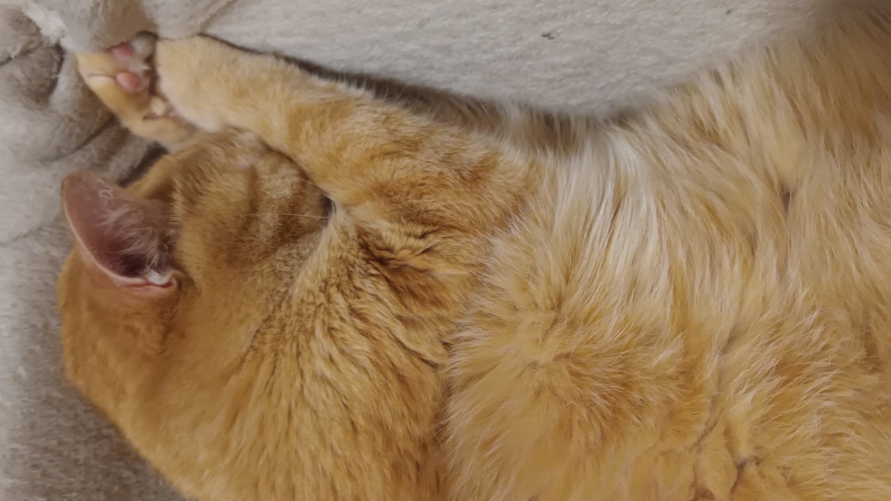 Мороз.Спим.#котик#рыжий#кот#мимими