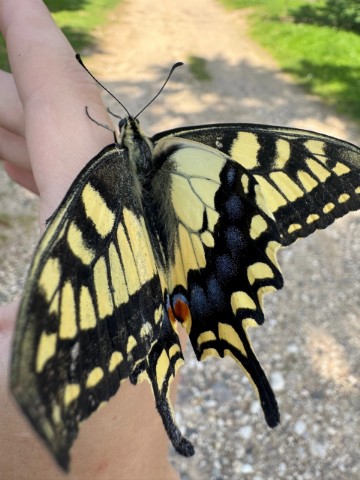 Looky_1680907625283 в LOOKY. . 🦋🦋🦋
Сегодня на до...