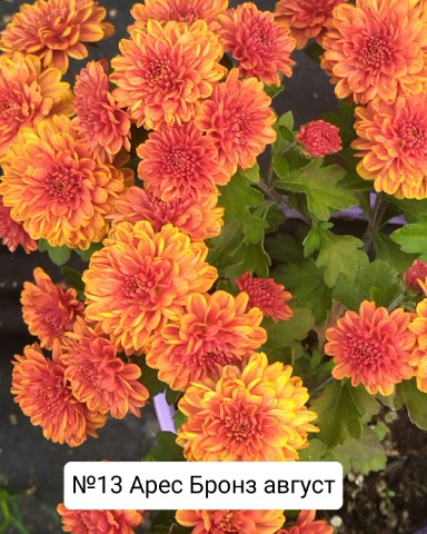 natali_multiflora в LOOKY. #мультифлора,#яркаяосеньввашемсаду. Очень долго раскачив...