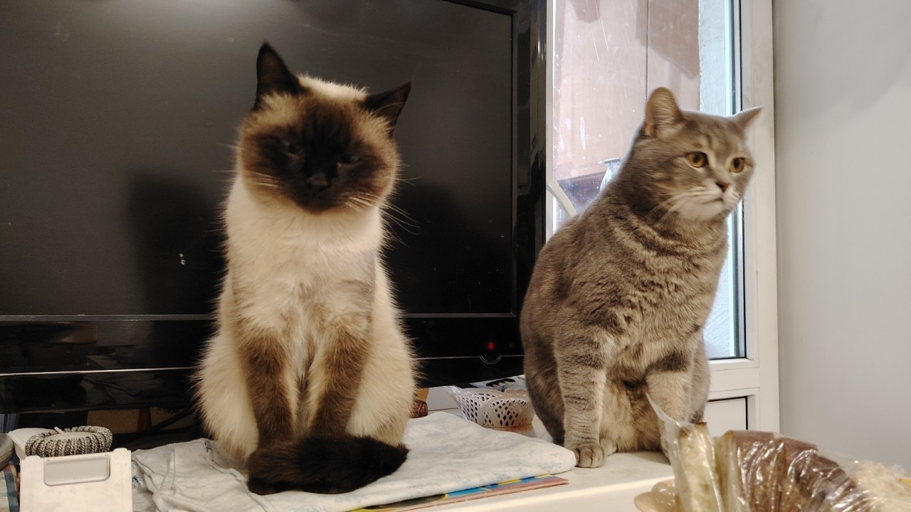Жрёте??? Ну, жрите-жрите...
#котиксаймон #двакота #котиклямур #двакота