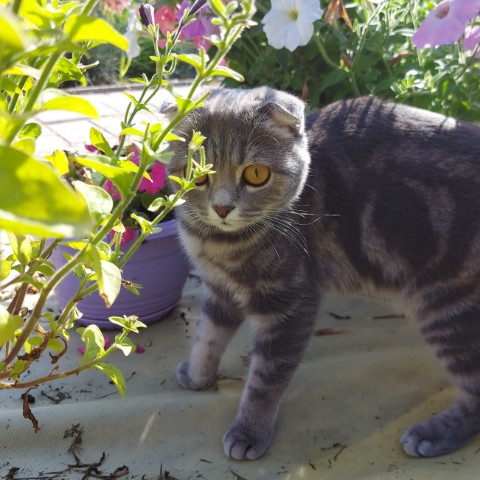 Мусиндра в LOOKY. #муся,#нелюбинка,#мусиндра,#кошечка. Муся на прогулке...
...